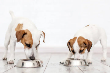 From Chaos to Calm: Simplifying Mealtime for Your Pets